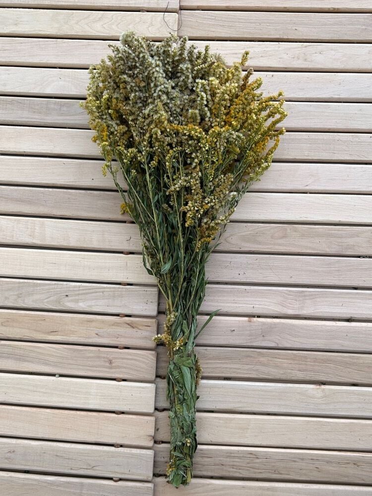 Pirts slotiņa "Dzeltenā zeltgalvīte" (Solidago)